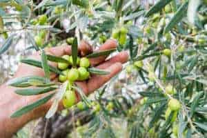 picking olives, best time,