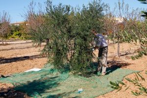 ways to harvest olives from olive trees