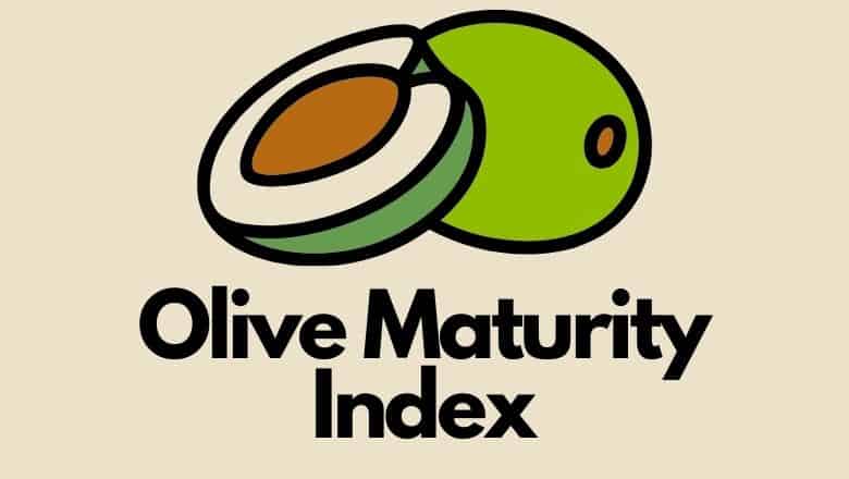 why is olive maturity index so important