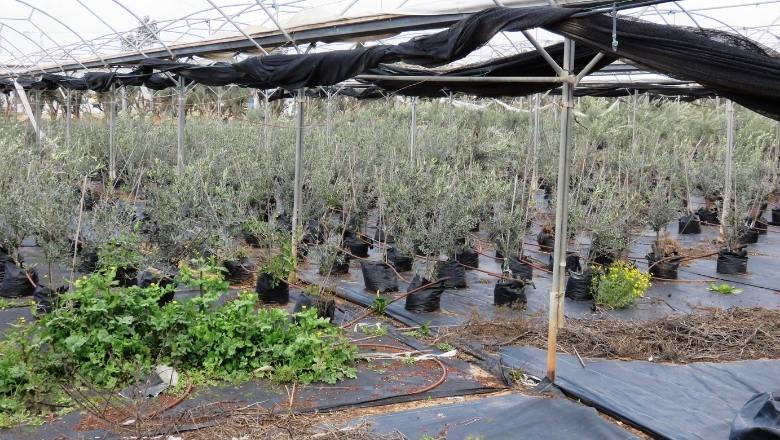 olive seedlings farm