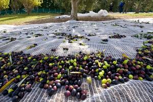 do you need olive harvesting net catchers when picking olives
