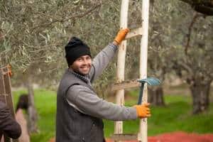 guy climbing the olive tree with harvesting tools