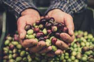 hands full of olives, how many olives are harvested on average tree