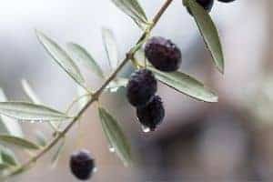 can you harvest olives in the rain