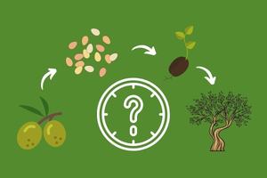 Read more about the article How Long To Grow an Olive Tree From The Seed? (Growth Timeline)