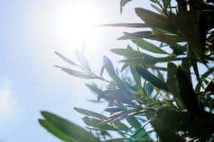 how much sun do olive trees need