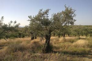 Read more about the article How Tall Can Olive Trees Grow? (Answered)