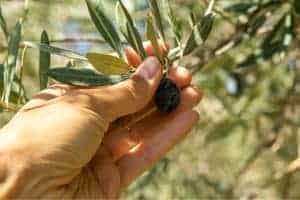 Read more about the article How To Pick Olives By Hand – THE ULTIMATE GUIDE