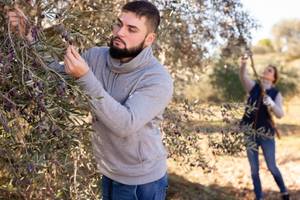 how to pick olives fast