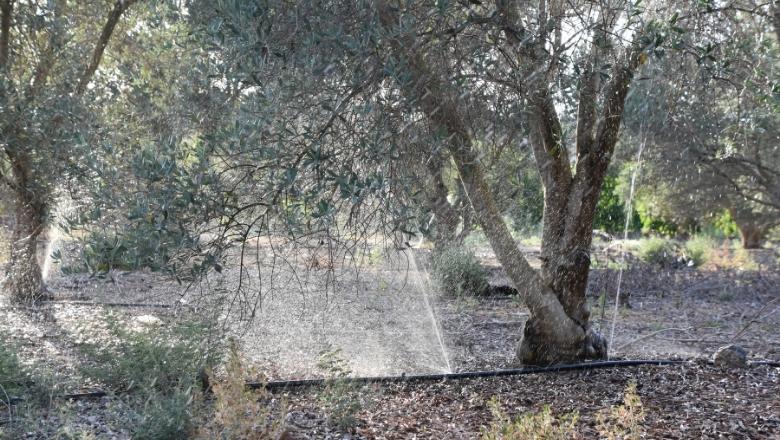 olive tree irrigation system, olive tree sprinkles