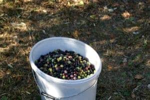 Read more about the article Is Olive Picking Hard Work? An Honest Answer