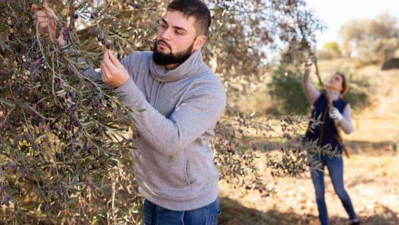 harvesting olives, couple picking olives