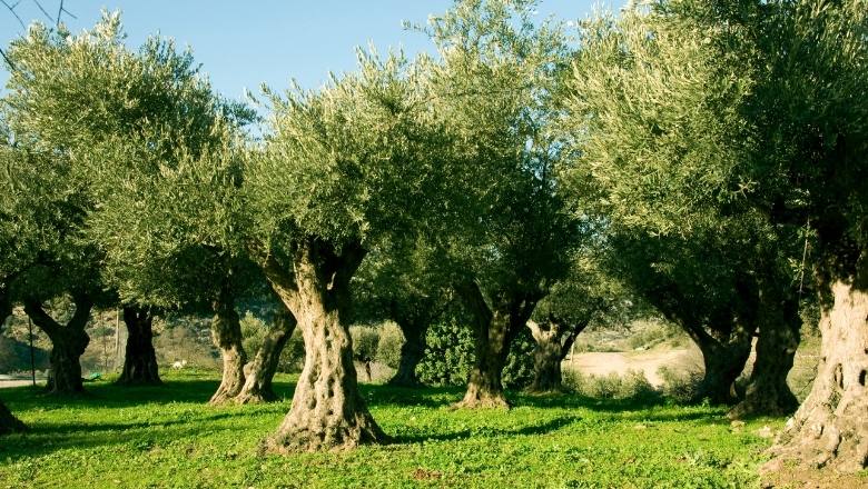 healthy mature olive trees