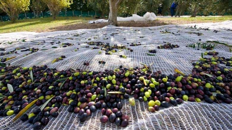 olives inside the harvesting net
