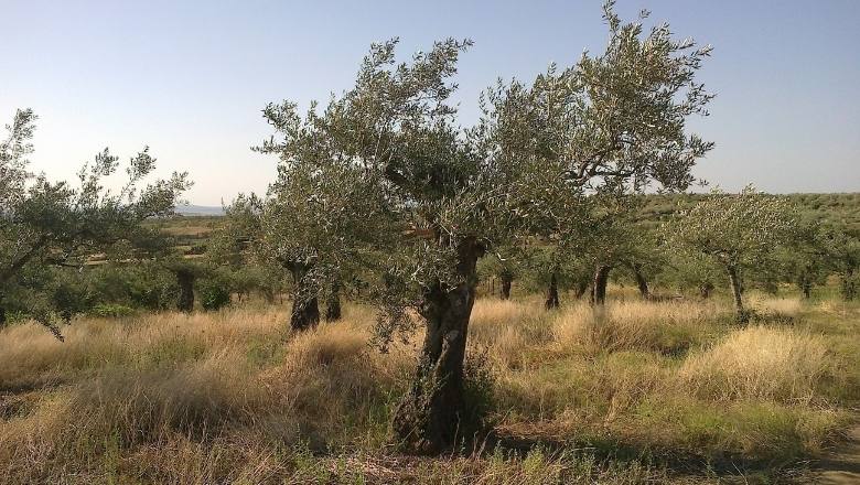 mature olive tree on a farm