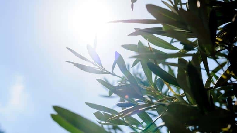 olive tree in direct sunlight