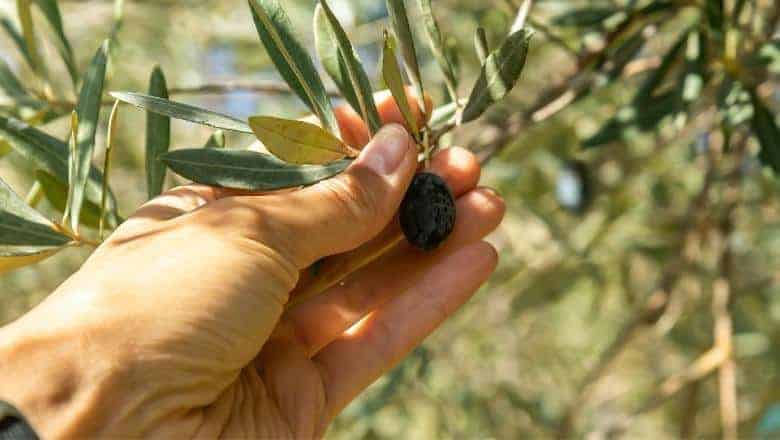picking olives by hand