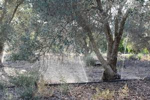 Read more about the article How Often To Water Olive Trees? – THE GUIDE