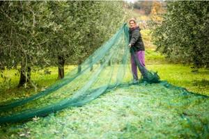 how to set up an olive harvesting net catcher