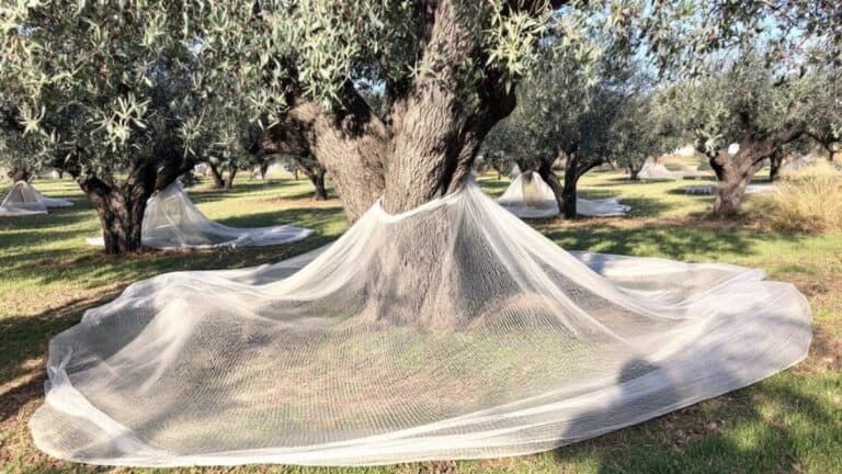 best harvesting nets for olives