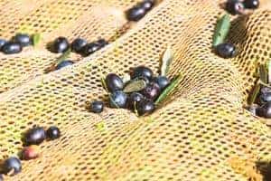 best harvesting net catchers for olives