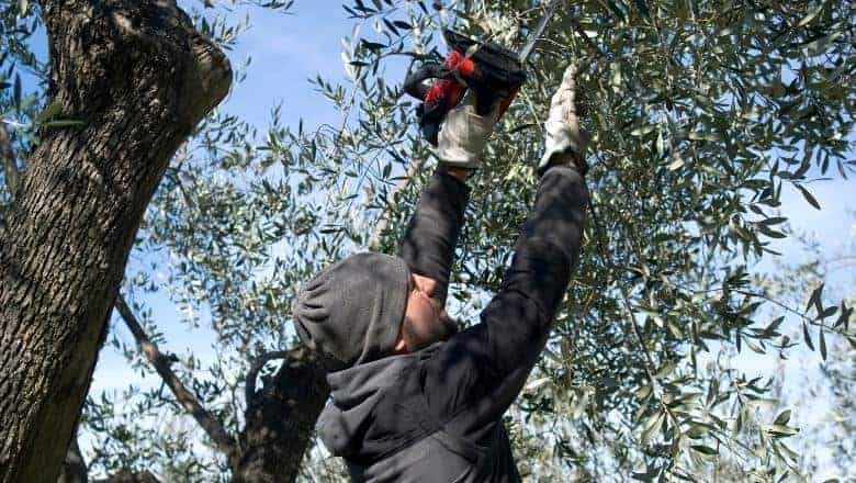 man pruning an olive tree