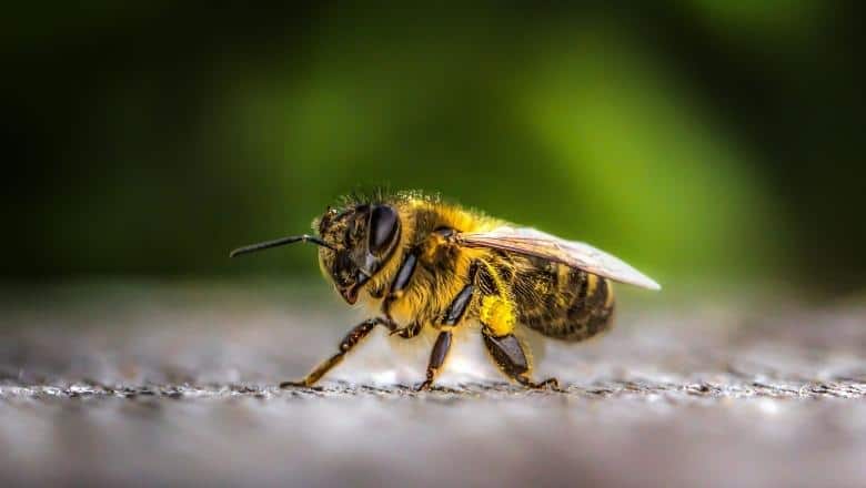 close shot of a single honey bee