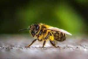 do bees pollinate olive trees