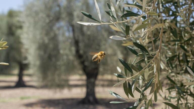 bee flying around olive trees