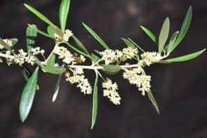 Read more about the article When Do Olive Trees Bloom? (Detailed Answer)