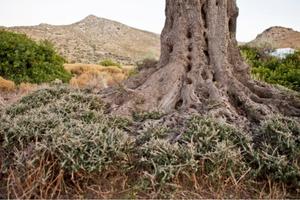 are olive tree roots destructive