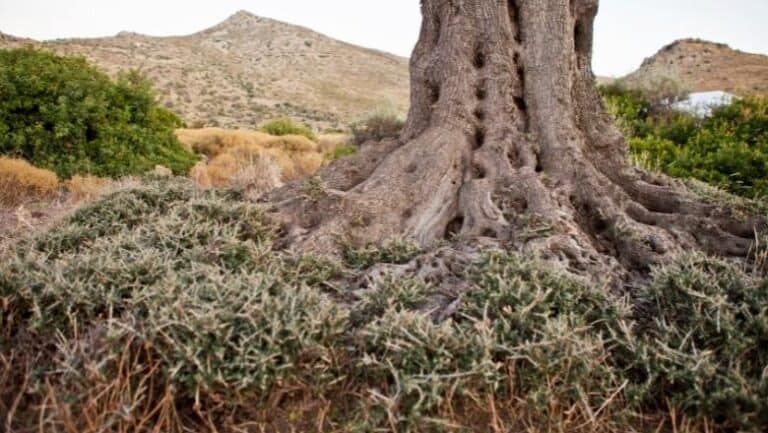 Are Olive Tree Roots Invasive Answered 4116