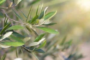 how to prevent olive tree leaves from falling off