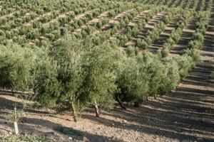 Read more about the article Where Do Olive Trees Grow Best? THE ULTIMATE GUIDE