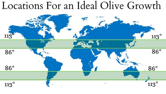 best location for growing olive trees, world map