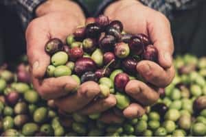 most common questions about olives answered