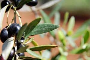 Read more about the article How To Cure Brown and Curled Leaves on Olive Trees?