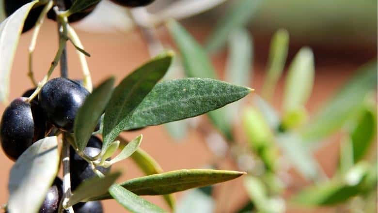 brown olive leaves symptoms, curled olive leaves symptoms, how to fix it