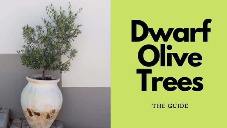 dwarf olive tree in a pot