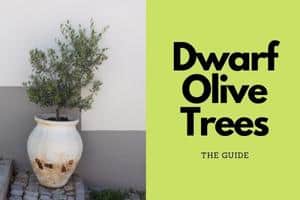 Read more about the article Dwarf Olive Trees: Everything You Need To Know