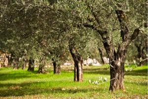 the differences between fruiting and fruitless olive trees