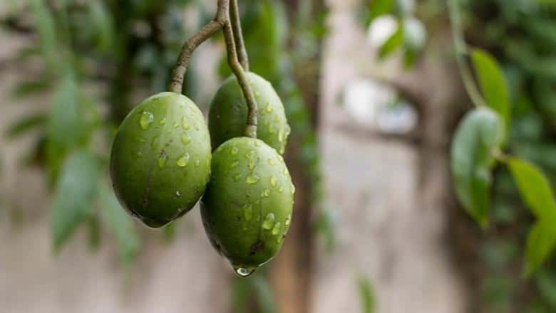 raw olives in the rain
