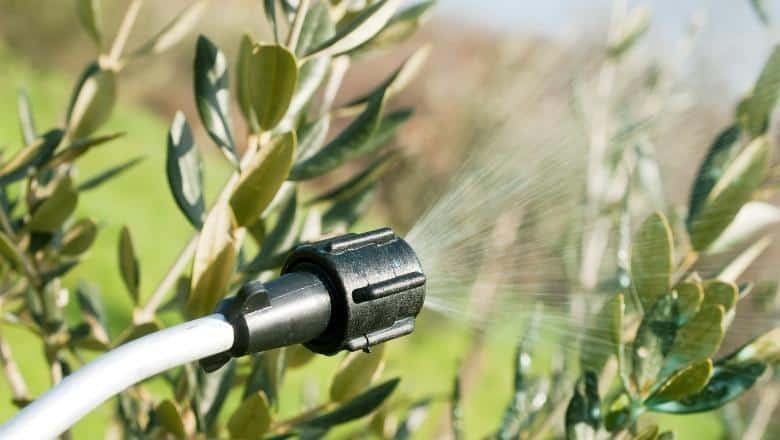 spraying olive trees