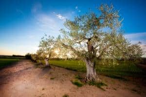 Read more about the article Olive Tree Underwatering Symptoms and Fixes