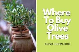 Read more about the article Best Places To Buy Olive Trees Online