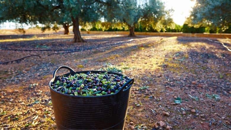 container full of olive fruit, olive grove