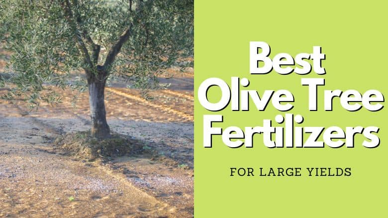 best olive tree fertilizer, buying guide