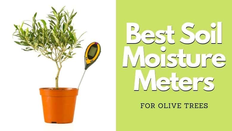 best soil moisture meter for olive trees
