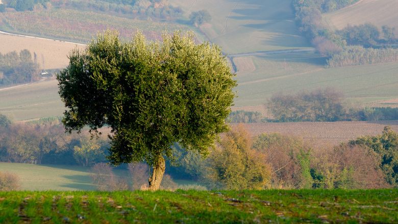olive tree shape in the field
