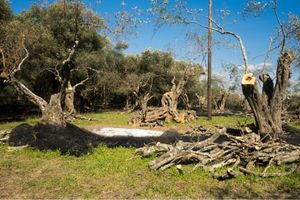 how to prune olive trees, step by step guide